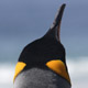 Quantum Penguin Teaser